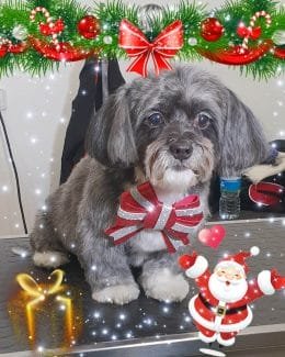 animal salut lazos navidad veterinario peluqueria (7)