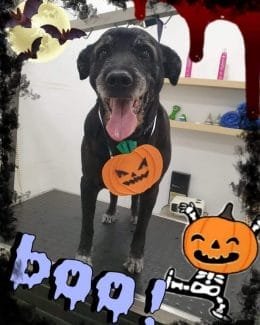 ponloguau halloween animal salut veterinario barcelona (1)