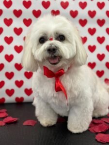 la peluqueria canina de animal salut por san valentin de 2025 ha puesto guapos a los perros de la peluqueria del centro veterinario con veterinario a domicilio en barcelona (1)