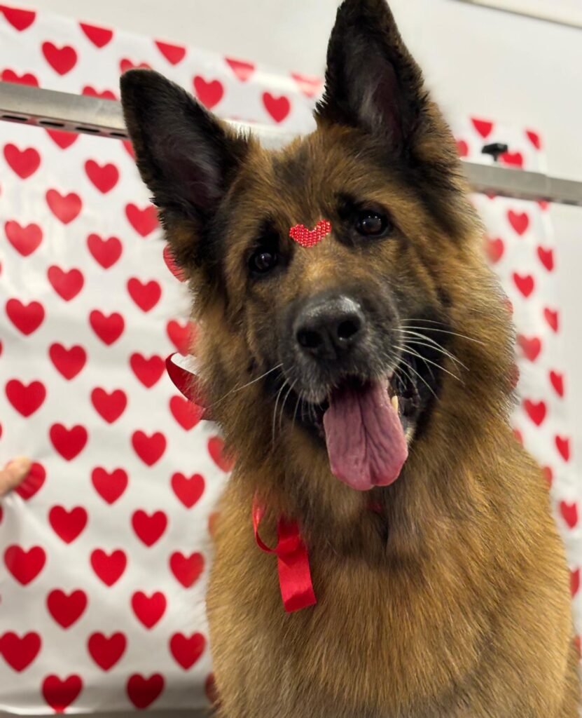 la peluqueria canina de animal salut por san valentin de 2025 ha puesto guapos a los perros de la peluqueria del centro veterinario con veterinario a domicilio en barcelona (4)