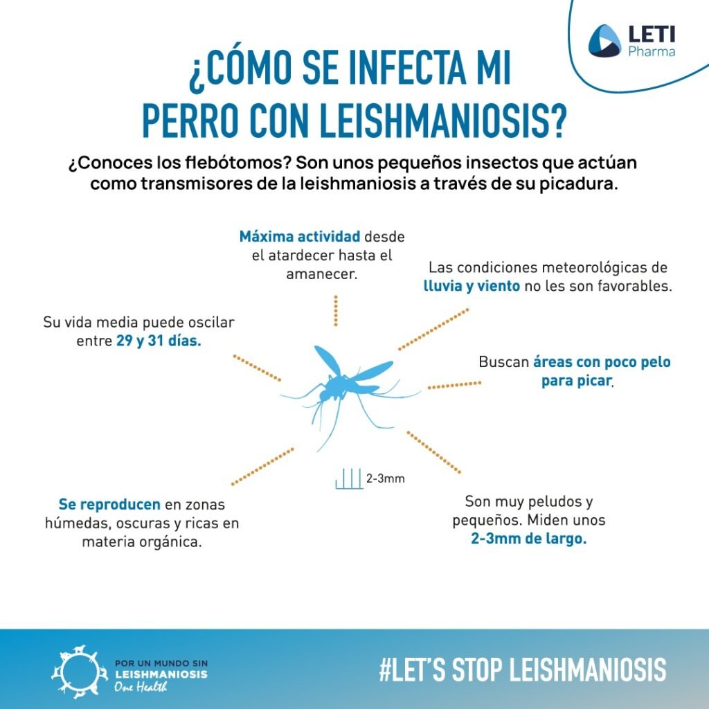 Cómo se infecta un perro con leishmaniosis: transmisión por flebótomos