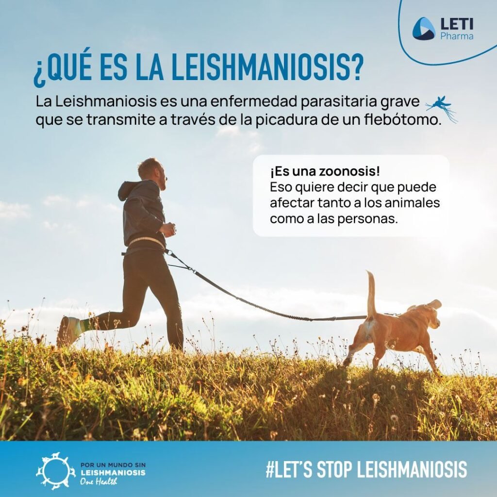 Qué es la leishmaniosis en perros y cómo se transmite