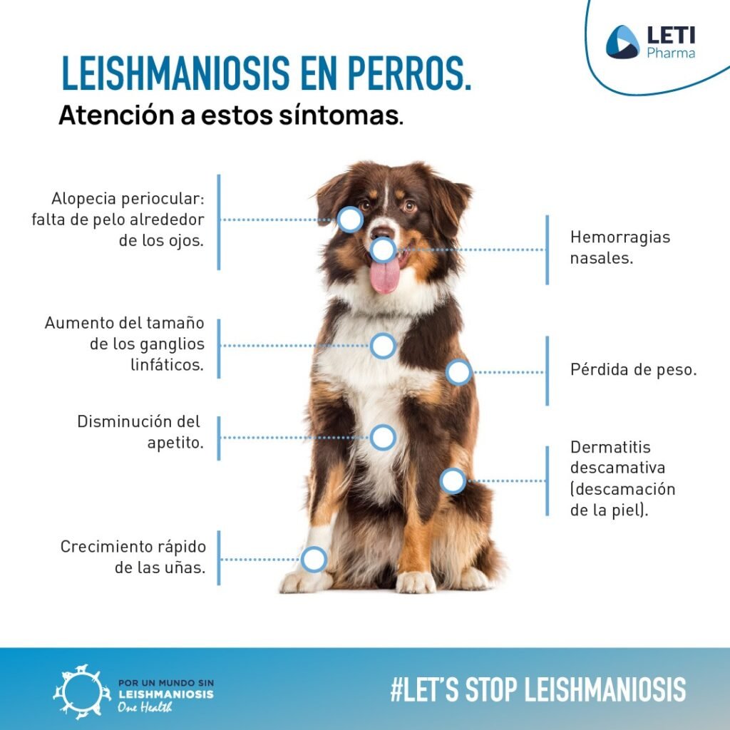 Síntomas de la leishmaniosis en perros: alopecia, ganglios inflamados y pérdida de peso