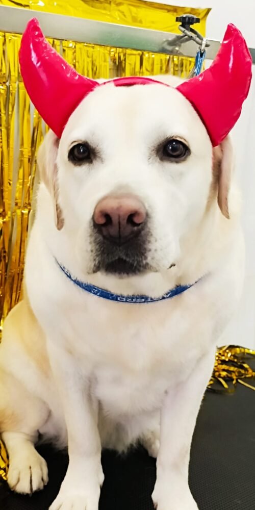 Diversión en Carnaval: perros disfrazados en la peluquería AnimalSalut, Barcelona