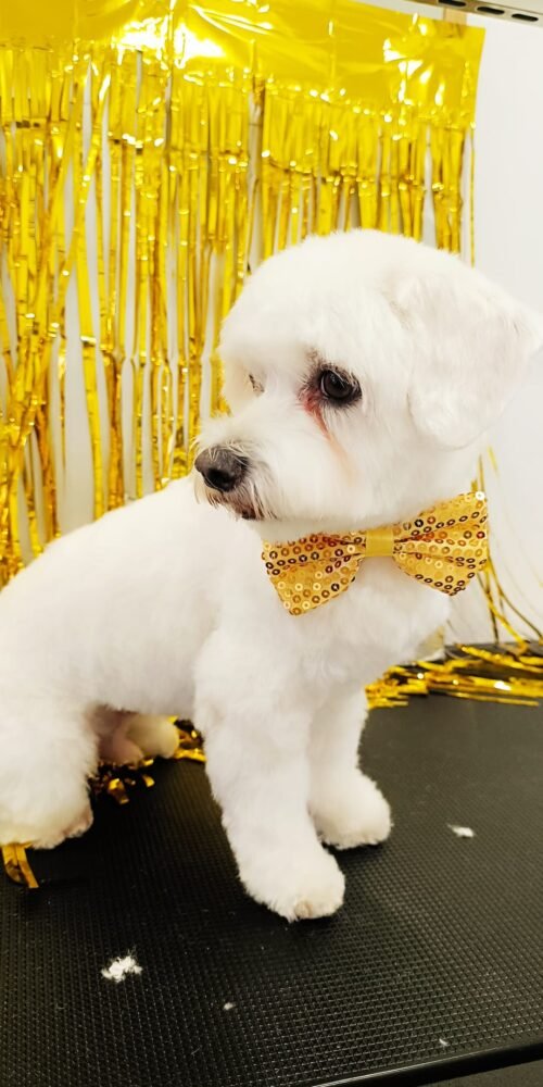 Diversión en Carnaval: perros disfrazados en la peluquería AnimalSalut, Barcelona