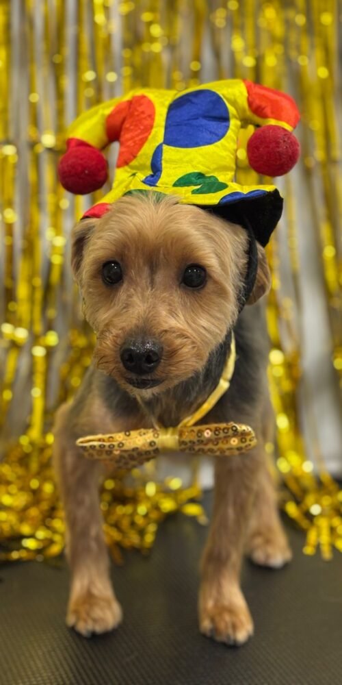 Diversión en Carnaval: perros disfrazados en la peluquería AnimalSalut, Barcelona