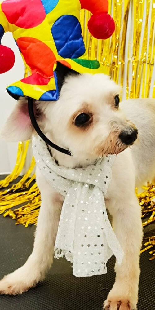 Diversión en Carnaval: perros disfrazados en la peluquería AnimalSalut, Barcelona