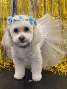 Diversión en Carnaval: perros disfrazados en la peluquería AnimalSalut, Barcelona