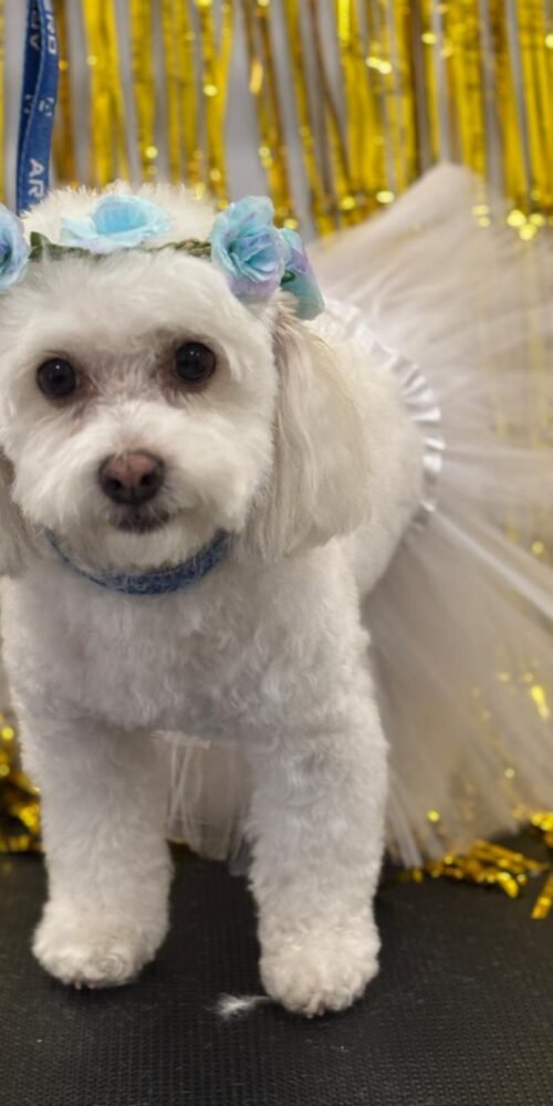 Diversión en Carnaval: perros disfrazados en la peluquería AnimalSalut, Barcelona