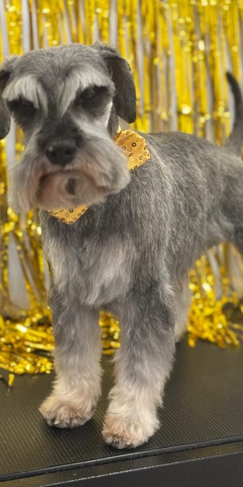 Diversión en Carnaval: perros disfrazados en la peluquería AnimalSalut, Barcelona