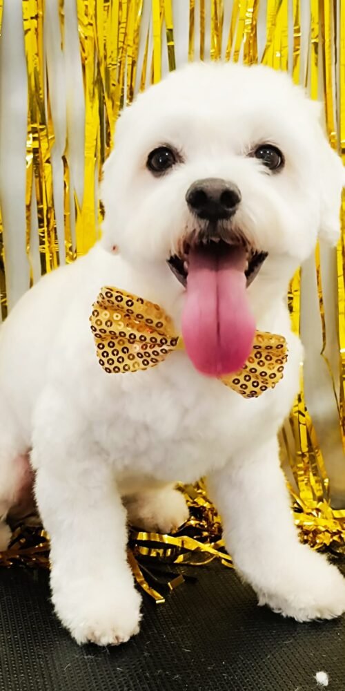 Diversión en Carnaval: perros disfrazados en la peluquería AnimalSalut, Barcelona