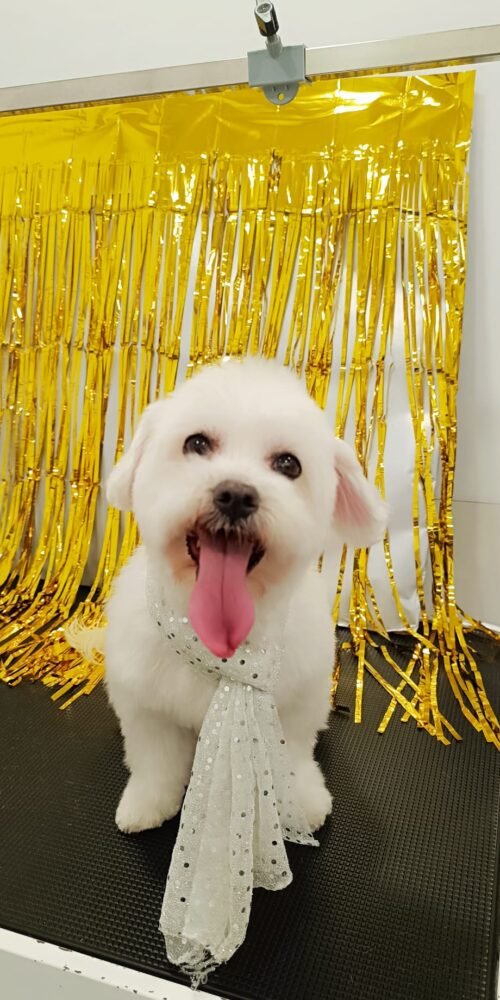 Diversión en Carnaval: perros disfrazados en la peluquería AnimalSalut, Barcelona